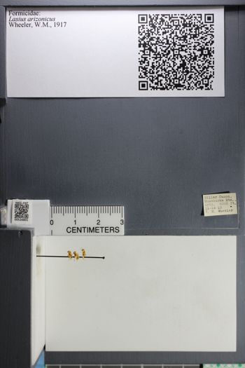 Media type: image; Entomology 526801